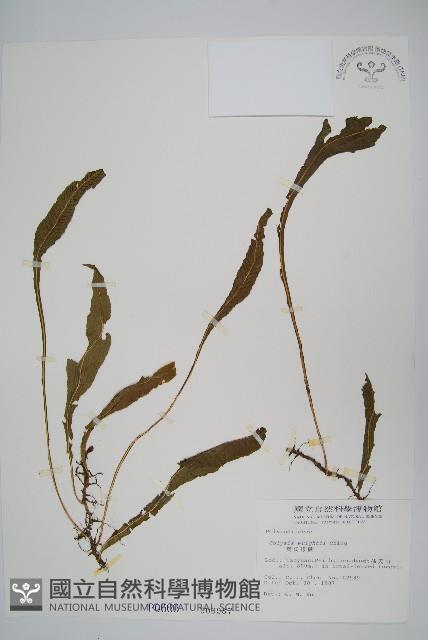 小苞鱗毛蕨藏品圖，第7張