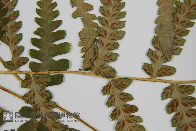 登錄號:P002946藏品圖，第7張