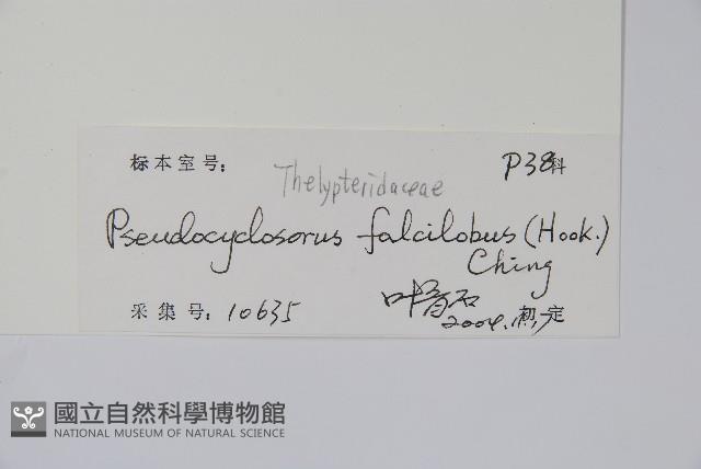 鐮形假毛蕨藏品圖，第7張