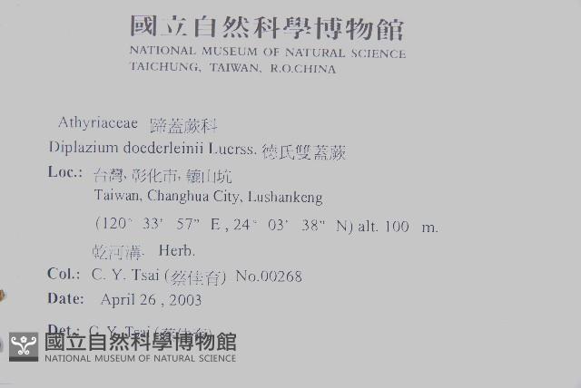 德氏雙蓋蕨藏品圖，第6張