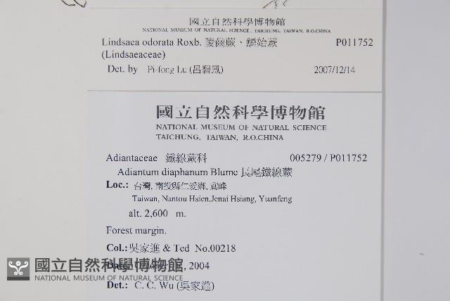 陵齒蕨、鱗始蕨藏品圖，第7張