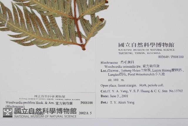 東方狗脊蕨藏品圖，第7張