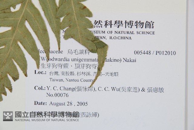 生芽狗脊蕨、頂芽狗脊蕨藏品圖，第7張