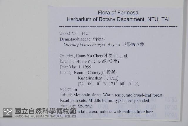 毛果鱗蓋蕨藏品圖，第7張
