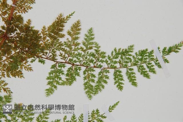 台灣小膜蓋蕨藏品圖，第10張