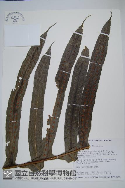 Accession Number:P003240 Collection Image, Figure 7, Total 8 Figures