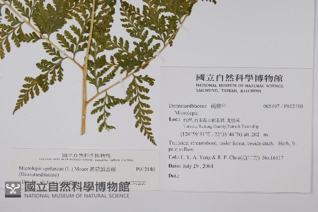 熱帶鱗蓋蕨藏品圖，第7張