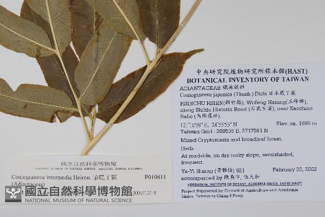 華鳳丫蕨藏品圖，第7張