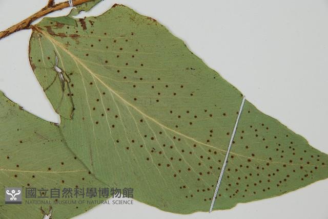 大葉貫眾蕨藏品圖，第6張