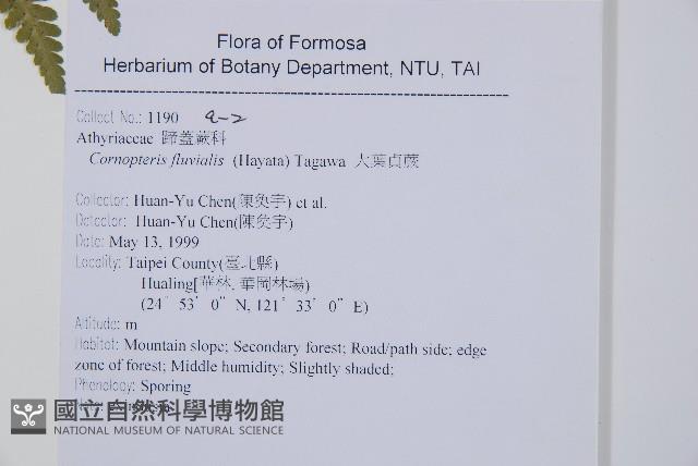 姬蕨藏品圖，第7張