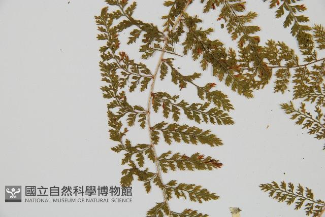 台灣小膜蓋蕨藏品圖，第6張