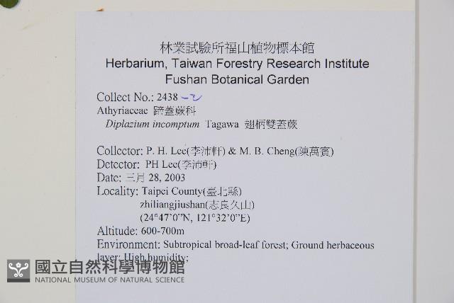 翅柄雙蓋蕨藏品圖，第7張