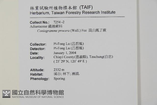 高山鳳丫蕨藏品圖，第7張