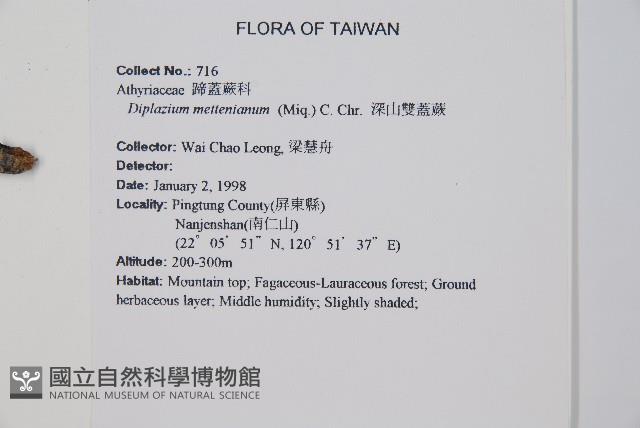 深山雙蓋蕨藏品圖，第7張