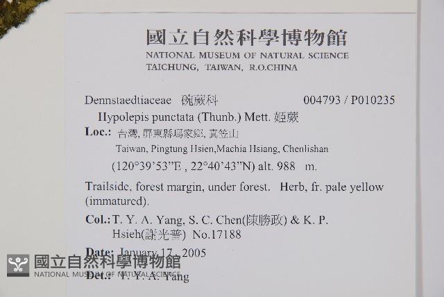 細葉姬蕨藏品圖，第7張