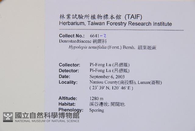 細葉姬蕨藏品圖，第7張