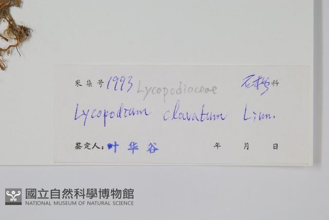 石松藏品圖，第7張