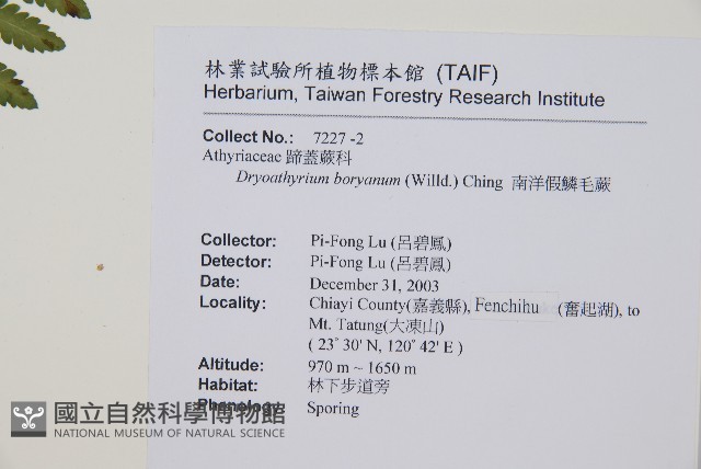 南洋假鱗毛蕨藏品圖，第7張