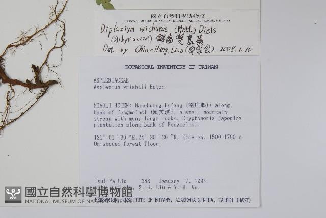 鋸齒雙蓋蕨、線葉雙蓋蕨、刺鱗雙蓋蕨藏品圖，第7張