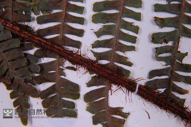 東亞假鱗毛蕨藏品圖，第7張