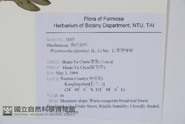 日本狗脊蕨藏品圖，第7張