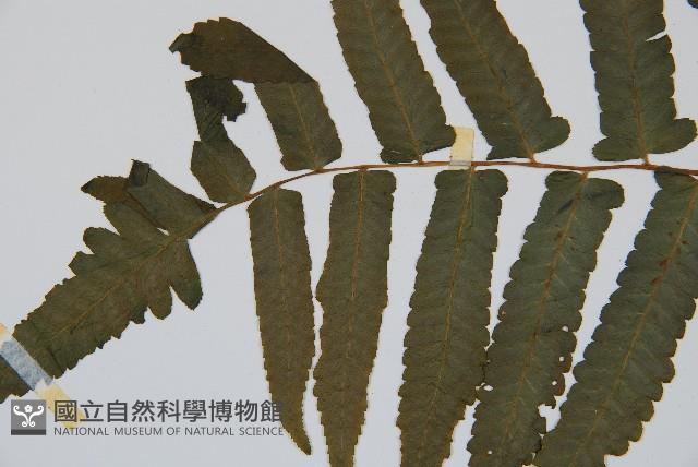 過溝菜蕨藏品圖，第6張
