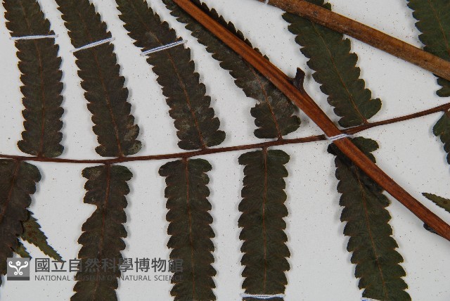 過溝菜蕨藏品圖，第6張
