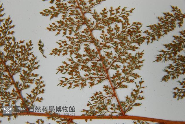 台灣小膜蓋蕨藏品圖，第6張