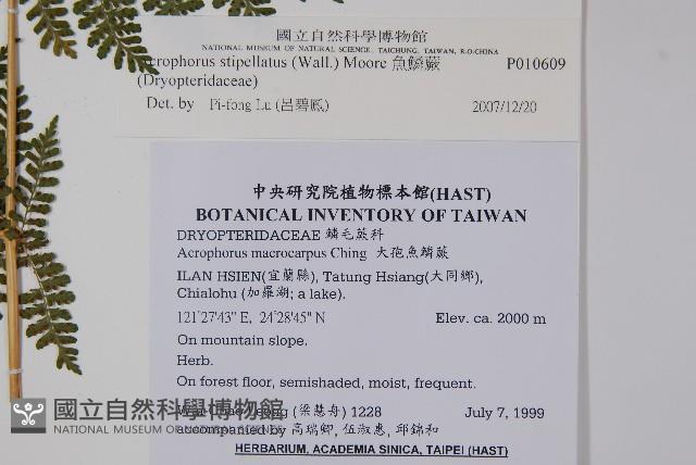 魚鱗蕨藏品圖，第7張