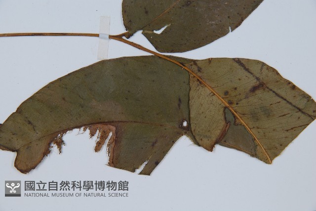 細柄雙蓋蕨藏品圖，第7張