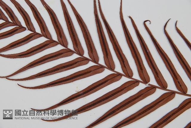 Oriental blechnum Collection Image, Figure 6, Total 6 Figures