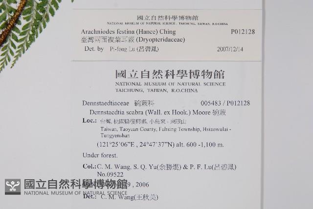 臺灣兩面複葉耳蕨藏品圖，第7張