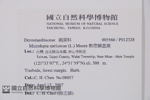 熱帶鱗蓋蕨藏品圖，第7張