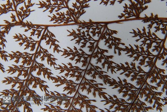 台灣小膜蓋蕨藏品圖，第9張