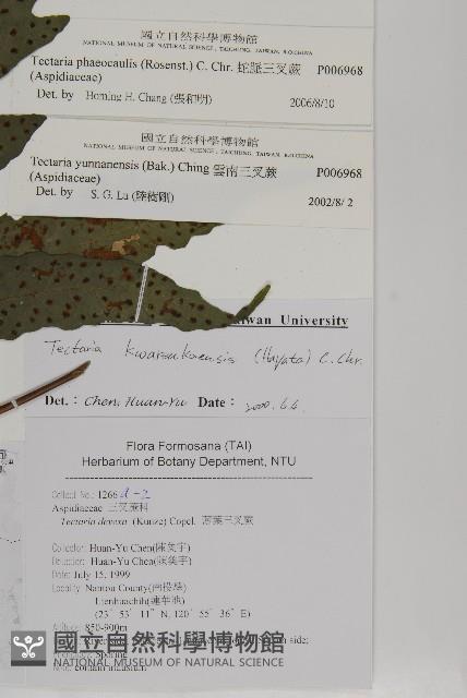 蛇脈三叉蕨藏品圖，第7張