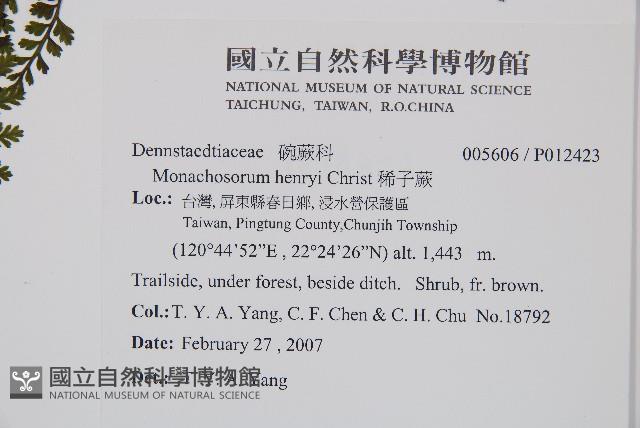 稀子蕨藏品圖，第7張