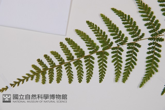 台灣亮毛蕨藏品圖，第7張