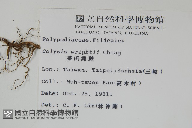 蓬萊蹄蓋蕨藏品圖，第7張
