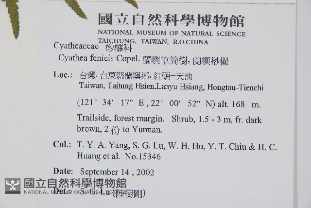蘭嶼筆筒樹、蘭嶼桫欏藏品圖，第7張