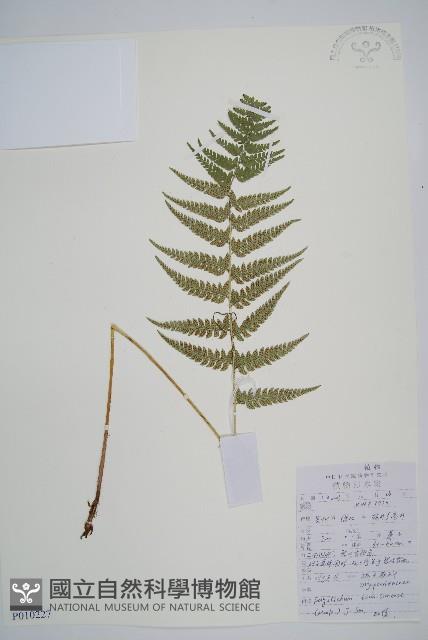 馬祖耳蕨藏品圖，第7張