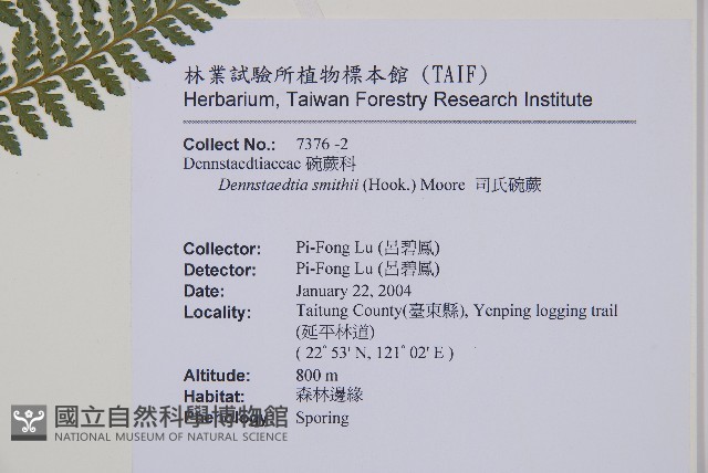 司氏碗蕨藏品圖，第7張