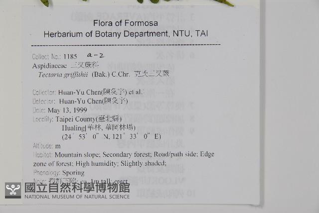 葛氏三叉蕨藏品圖，第7張