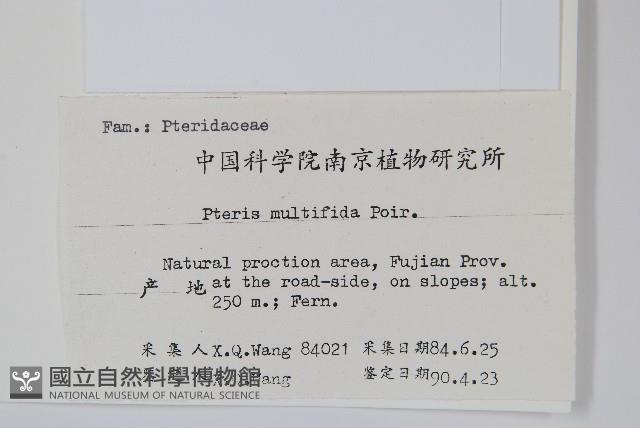 鳳尾蕨藏品圖，第7張