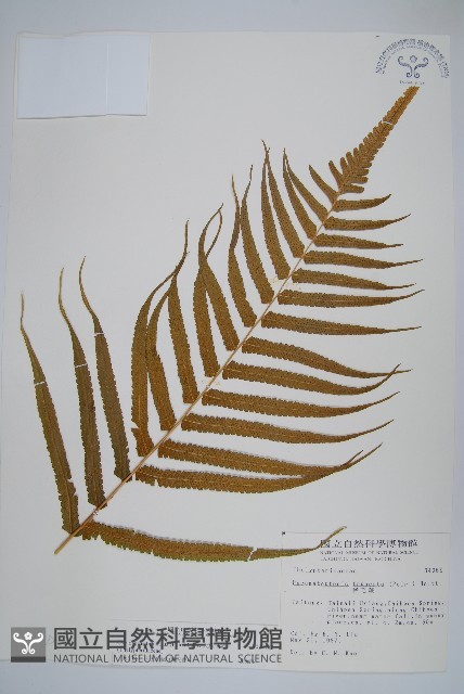 大葉毛蕨藏品圖，第7張