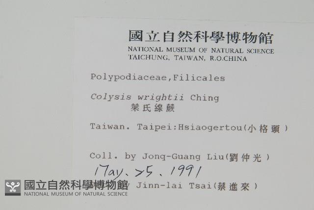 東洋蹄蓋蕨藏品圖，第7張