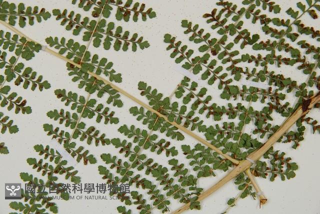 魚鱗蕨藏品圖，第20張