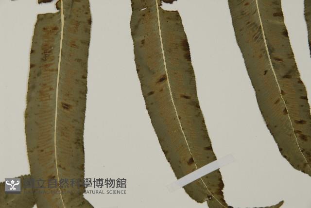 高山鳳丫蕨藏品圖，第17張