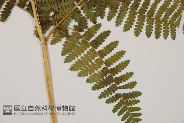 細葉姬蕨藏品圖，第18張