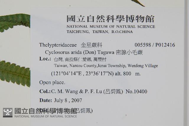 密腺小毛蕨藏品圖，第6張