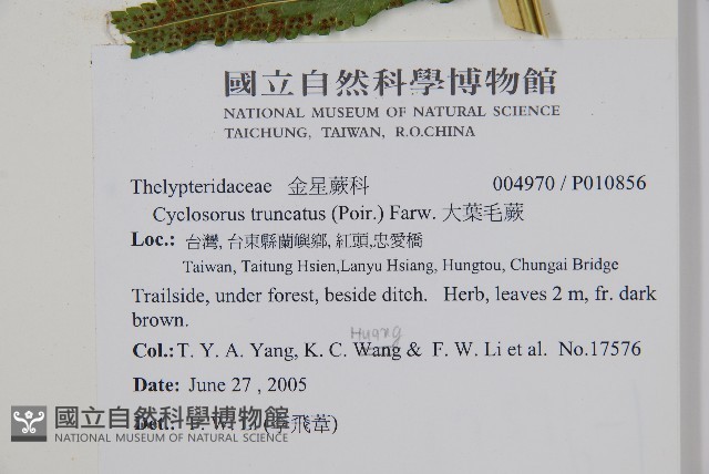 大葉毛蕨藏品圖，第8張